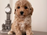 Toy poodle bebekler