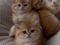 NY12 british longhair ve shorthair (ÜCRETSİZ DEĞİLDİR)