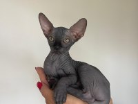 BLACK SPHYNX YAVRULARI OZYFELİNES