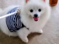 Pomeranian Boo Erkek Karnesi Var