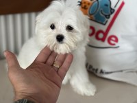 Çok özel Tea cup kore kan maltese yavrumuz