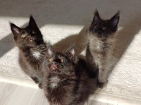 Blue ve Black smooke Arnold in son maine coon yavruları