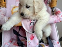 Sağlık ve ırk garantili Baby face golden retriever yavruları