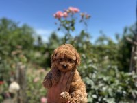 AŞILI ÇİŞ EĞİTİMLİ ORJİNAL TOY POODLE BEBEKLER 