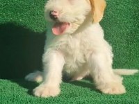 Maltipoo köpeği yavrular