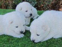 Kar Topu Samoyed Bebekler