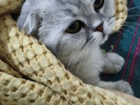 Scottish Fold Erkek Kedimiz Sahiplendirilecek