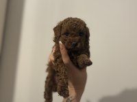 KORE 2 kg garantili toy poodle yavrular
