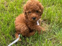 Toy Poodle Irk Garantili Yavrular