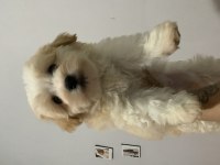 İstanbul beyefendisi maltipoo yeni ailesini bekliyor