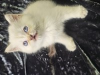 Safkan Anne ve babadan british shorthair