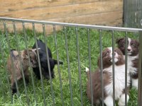 Eşsiz Güzellikte Border Collie Bebişler