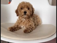 Toy Poodle Cinsi Köpeğimiz