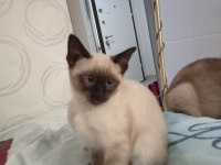 2.5 Aylık afacanlar siyam