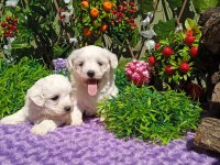 Maltese Terrier Yavrularımız %100 Irk Garantilidir