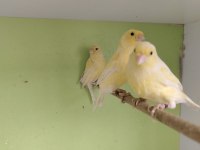 Orijinal malinua kanarya takım