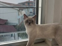 Yavru kedimiz ücretsiz sahiplendirme