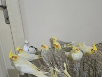 El Besleme Sultanlarımız