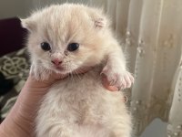 Scottish fold yavrularımız yeni sahiplerini bekliyor