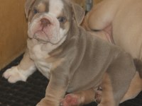 KALİTESİ ORTADA BULLDOG YAVRULARIMIZIN