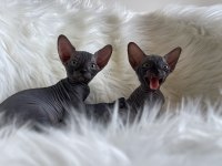 Sphynx sfenks tüysüz dişi erkek yavruları