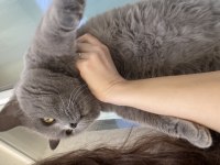 Erkek british shorthair orjinal ırk
