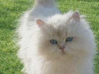 1.5 yaşında british longhair dişi