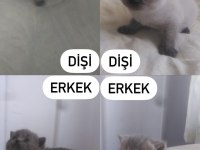 Teslime hazır british shorthair kediler
