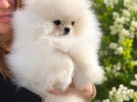 Teacup Teddy Bear Pomeranian