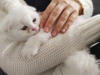 Yavru son scottish fold kedimiz