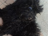 Gecenin Dodosu poodle