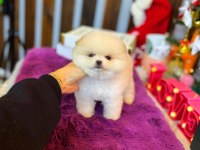 Saf kan pomeranian boo yavrularımız