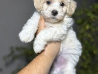 IRK VE SAĞLIK GARANTİLİ MALTİPOO
