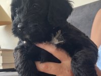 MUHTEŞEM POODLE KARDEŞLER