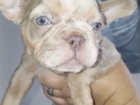 French Bulldog Köpeğimiz