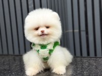 Pamuk Şekeri Pomeranian Boo