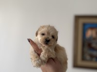 Dişi ve Teacup Erkek Kore Maltipoo Bebişler