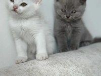 Dişi british shorthair white beyaz yavru kedimiz
