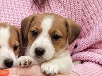 Jack russell bebek köpekler