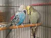 2 takım show jumbo muhabbet kuşu