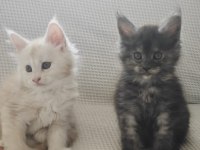 Şecereli Maine Coon yavrular Alanya