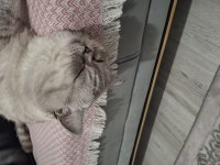 2 yaşında erkek british shorthair