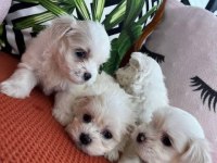 MÜKEMMEL KALİTE MALTESE TERRİER YAVRULARIMIZ