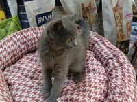 Yavru british shorthair gayet sağlıklı