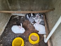 AKKUŞ ÜRETİM ÇİFTLİĞİNDEN LOP VE CÜCE TAVŞANLAR