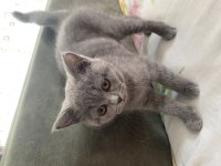 British Shorthair