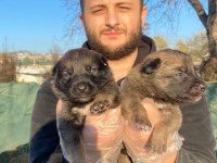 A kalite Belçika kurdu yavrular