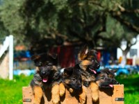 Irk ve Sağlık Garantili Showline K9 Alman Kurdu Yavrularımız