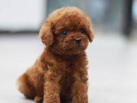 TOY POODLE YAVRULARI