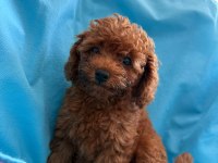 Toy poodle yavrularımız